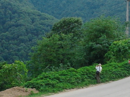 Hyrcanian forests